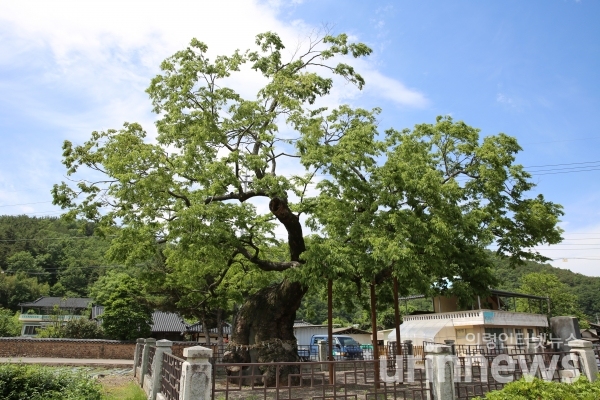 의령 세간리 현고수(느티나무) -천연기념물 302호
