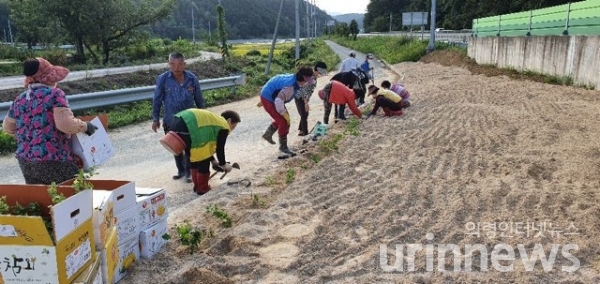 사진=마을주민이 창조적 마을가꾸기사업으로 마을안길 꽃 가꾸기 작업 현장