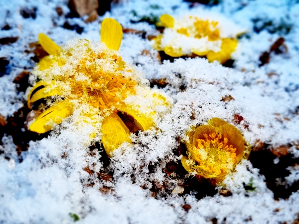 봄의 전령사로 복수초가 황금빛 꽃망울을 터뜨리고 있다. (사진촬영=의령군 홍보미디어담당 제광모)