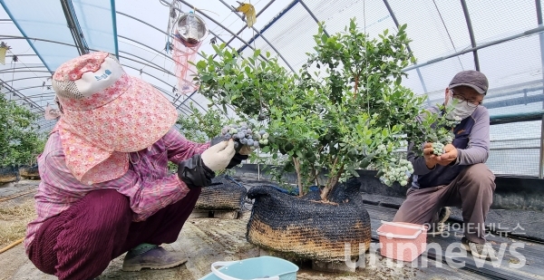주이돈씨 부부가  블루베리 비닐하우스에서 수확하는 모습(사진제공=의령군)