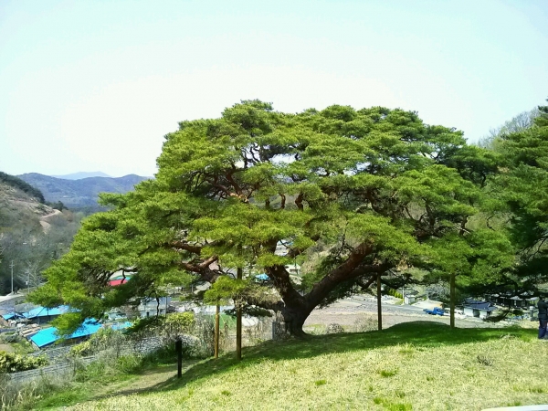 사진 =의령군 정곡면 성황리에 자생하고 있는 소나무
